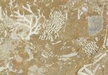 Ordovician Bryozoan (Chasmatopora) Plate - Estonia #89748-1